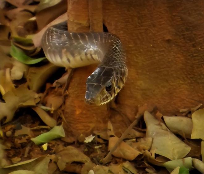 梦境探秘，巨蛇之谜——解析梦中那百年灵蛇的象征与启示