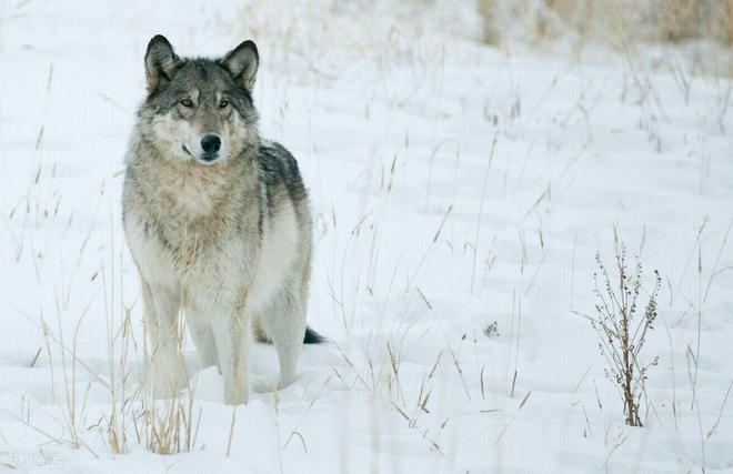梦见狼追着咬我是什么预兆，探索梦境背后的深层含义与心理解析