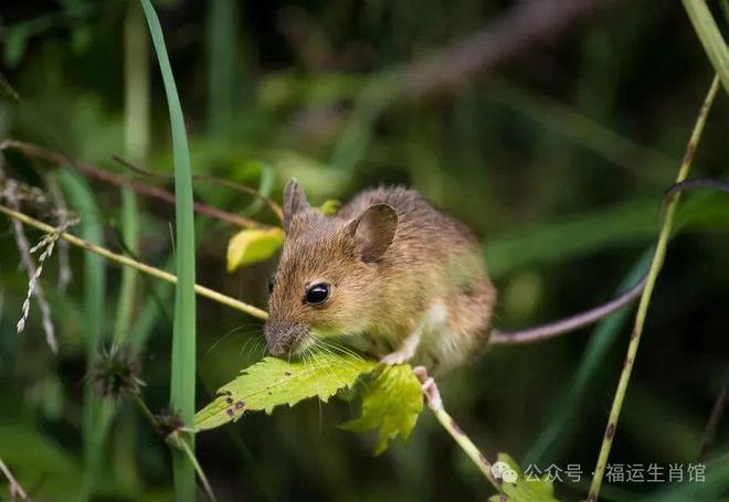 梦到老鼠从自己包里跑出来，解读梦境背后的深层含义