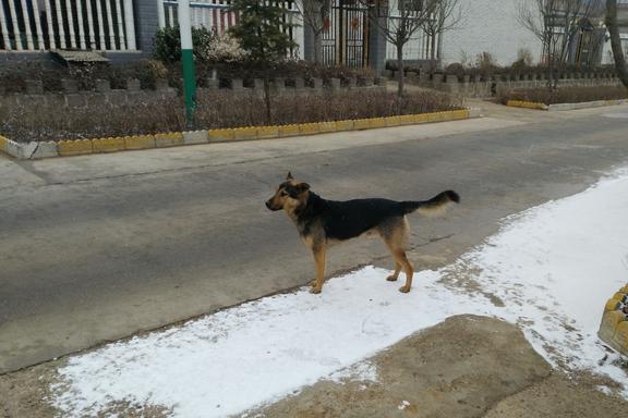 梦境解析，为何梦见大狼狗扑向自己却不咬，寓意何在？