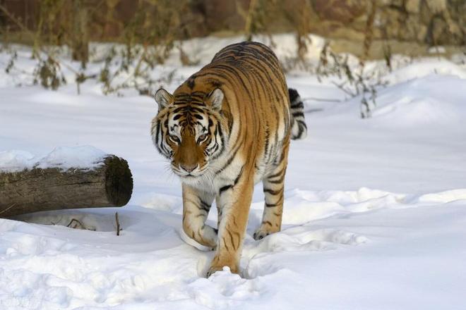 梦境迷踪，解密梦见被老虎追后遇见坟墓的深层寓意