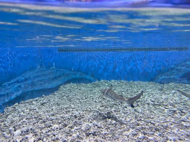 梦境解析，浅河沟中的小鱼与消逝的启示