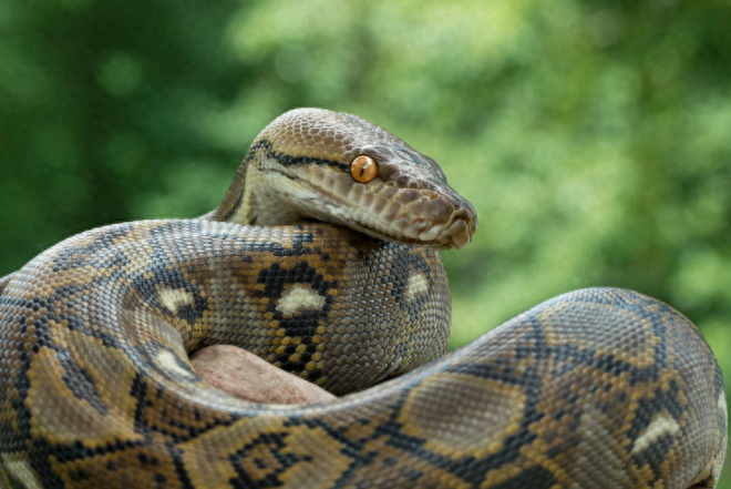 梦境解析，女人梦中被黄蛇追逐的深层含义