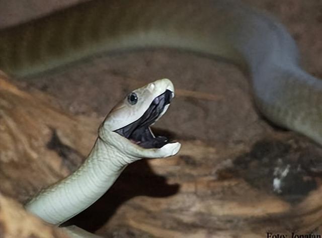 梦境解析，做梦梦到自己被蟒蛇咬了三四口，寓意何在？