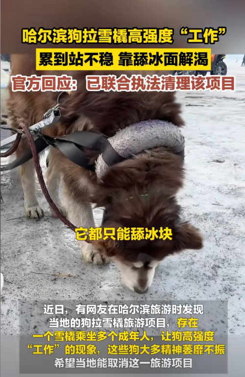 梦遇骡子擒鼠，解密潜意识中的智慧与力量