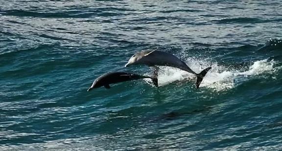 周公解梦梦见海豚，探索梦境中的神秘海洋之旅