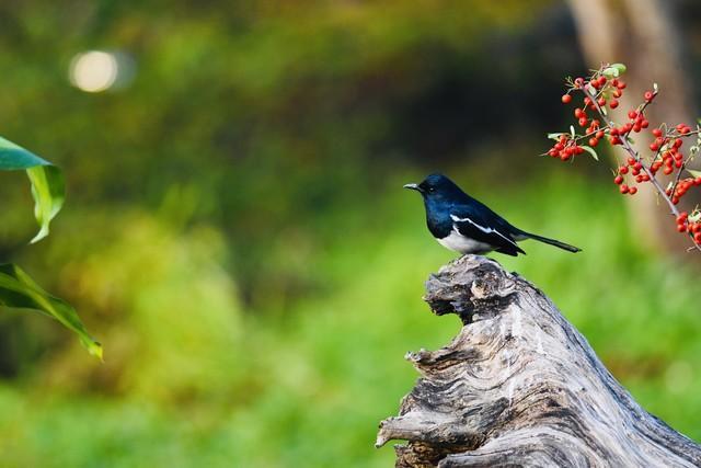 梦境解析，鸟飞入室的深层寓意与心理解读