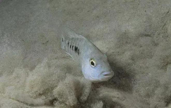 梦见鱼下了好多卵，孕育新生活的象征与解读