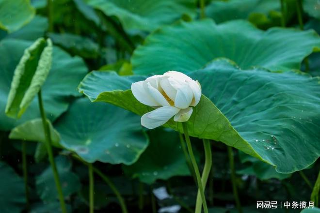 梦见荷花池，心灵净化的预兆与美好未来的象征