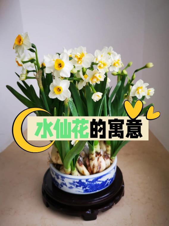 孕梦之花，解析怀孕期间梦见与他人索要花朵并带回家栽植的寓意