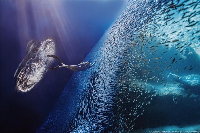 双头蛇之梦，解析梦境中双头蛇的象征意义与内心探索