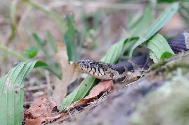孕期守护，老公梦中的蛇影——解析被蛇咬的深层寓意