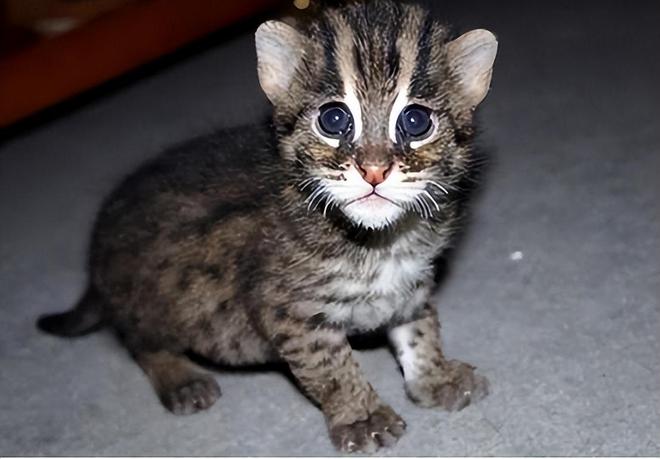 梦境奇遇，探索梦到可爱的小猫会说话的深层含义与心理解析