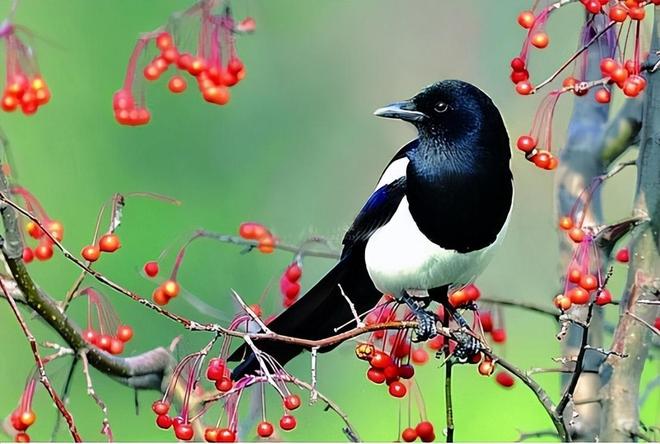 梦回双喜化三雀，解密梦中喜鹊与麻雀的寓意