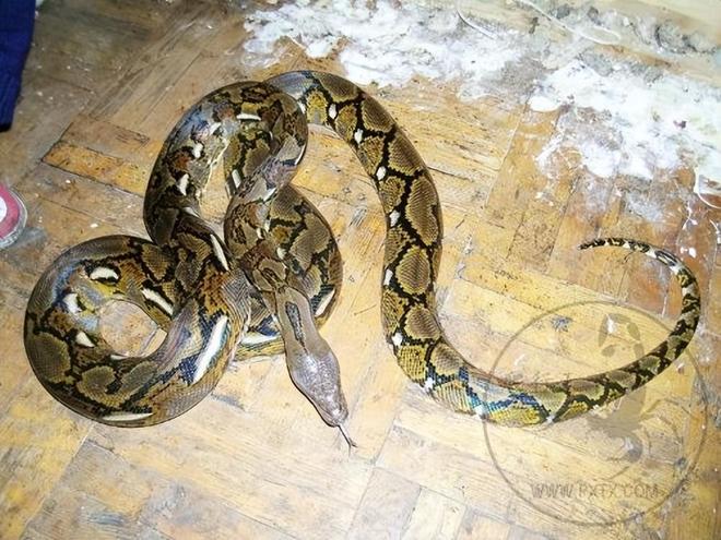 梦境解析，大蟒蛇的守护与启示