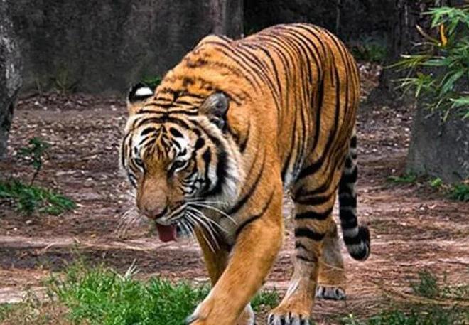 梦境解析，梦见老虎吃老虎的深层含义