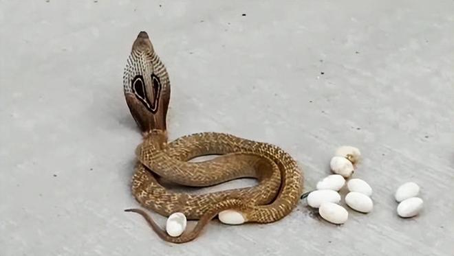 梦境解析，梦见家墙上蛇被拿走的深层含义