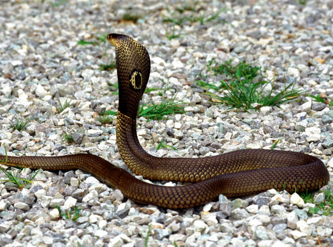 梦途蛇影，解析经常梦到走在路上时路上有好多蛇，脚都没地方放的深层含义