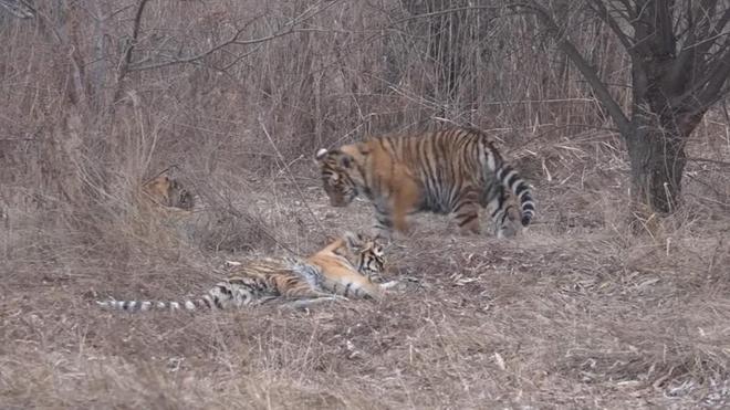 梦境中的恐惧与启示，梦见老虎吃了自己的亲人
