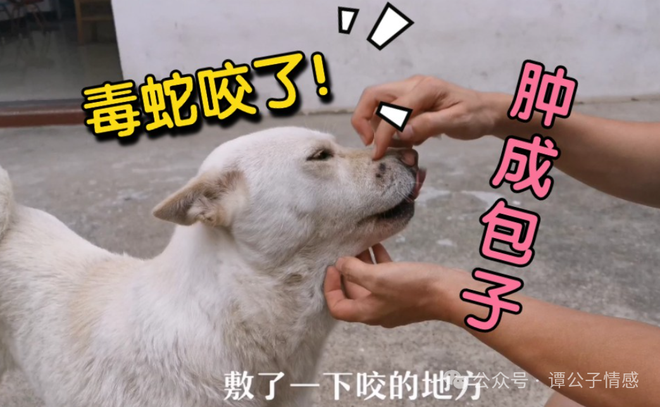 梦境解析，梦到蛇变成小狗的深层含义与心理暗示