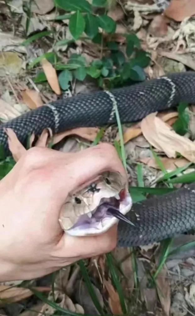 梦境解析，水面蛇鼠缠结的深层寓意与心理暗示