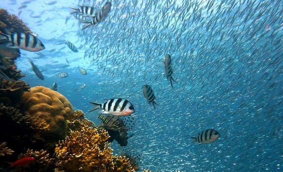 怀孕时梦见鱼，寓意与解析的深度探索