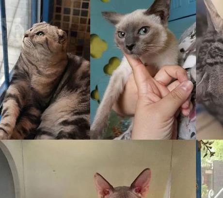 梦见猫生崽，解梦之旅与心灵寓意的深度探索
