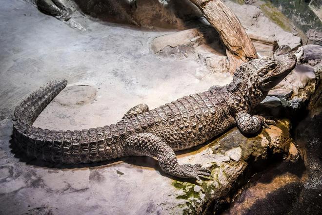 梦的解析，当鳄鱼在水边静静凝视，我选择了逃跑——一场关于恐惧、自由与求助的梦境之旅