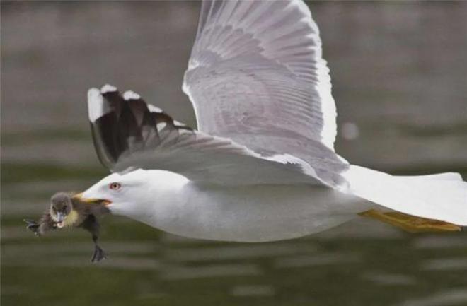 梦见我抓住两只小兔子，寓意与解析