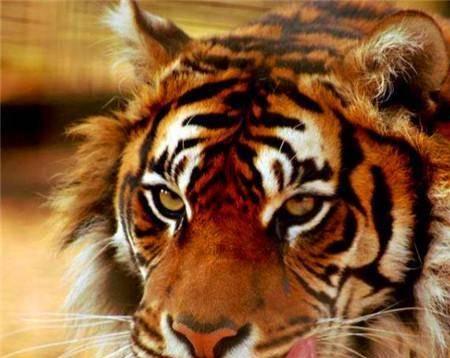 梦见大老虎死在我面前，梦境背后的深层解析与启示