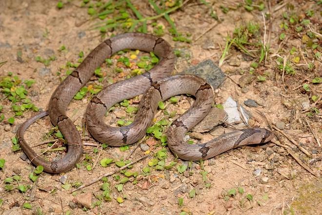 梦见蛇咬到手背出了一小点血后把蛇打死了，解读梦境中的象征与自我防卫