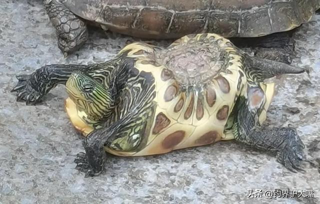 梦见乌龟的头掉了，梦境背后的深层含义与解析