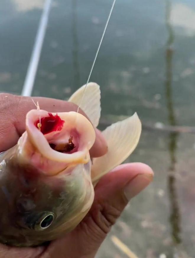 你個(gè)老六！男子夜釣被魚群集體嘲諷，一氣之下將魚鉤塞進(jìn)魚嘴