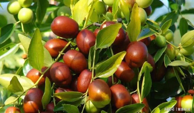 梦见我摘枣吃还有梨，探寻梦境中的甜蜜与丰盈