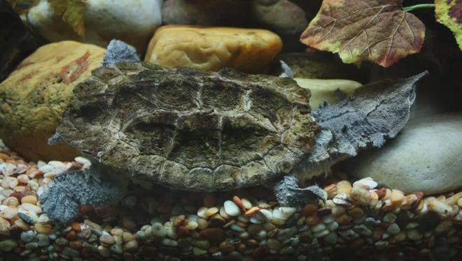 梦见乌龟死了又活了好像最后还是死了，探索梦境背后的深层含义