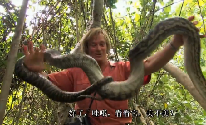 梦游蛇影，解析做梦梦到很大的蛇的深层含义