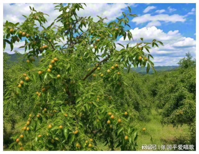 荒郊野外的甜蜜收获，梦中枣树与男友的隐喻解析