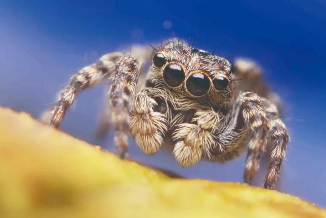 怀孕两个月梦境中的蜘蛛，寓意、解析与心理启示