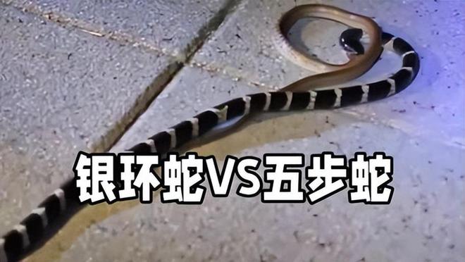 梦到自己被蛇咬伤，潜意识中的警示与启示