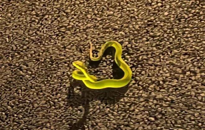 梦见青蛇双行，解读小蛇与巨蛇沿墙而去的梦境寓意