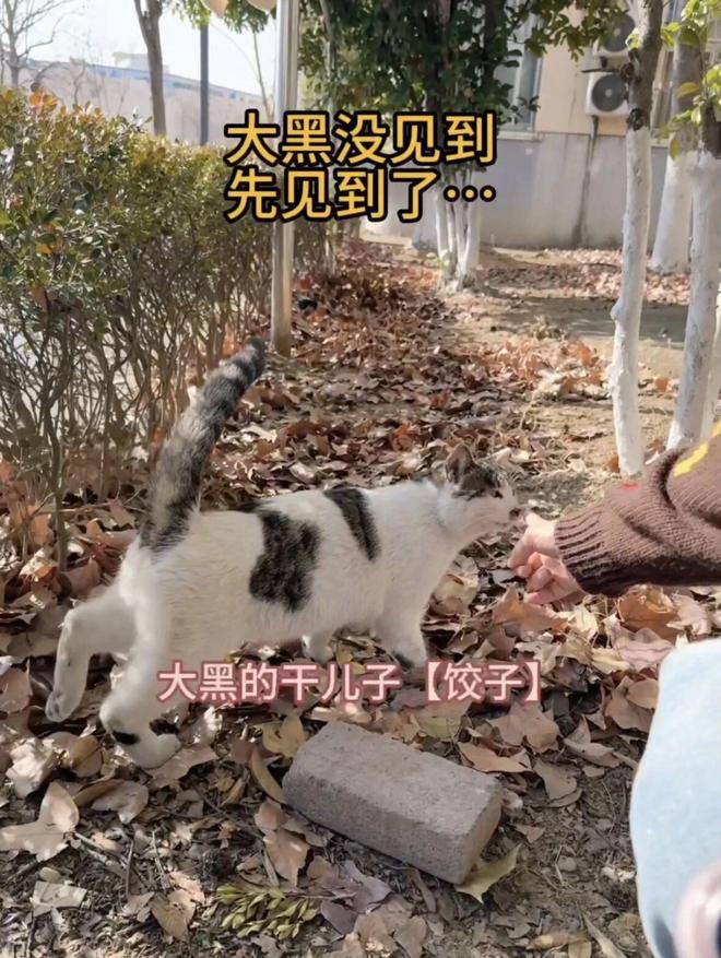 南航流浪猫获电子学籍，超过60只猫咪正式注册管理