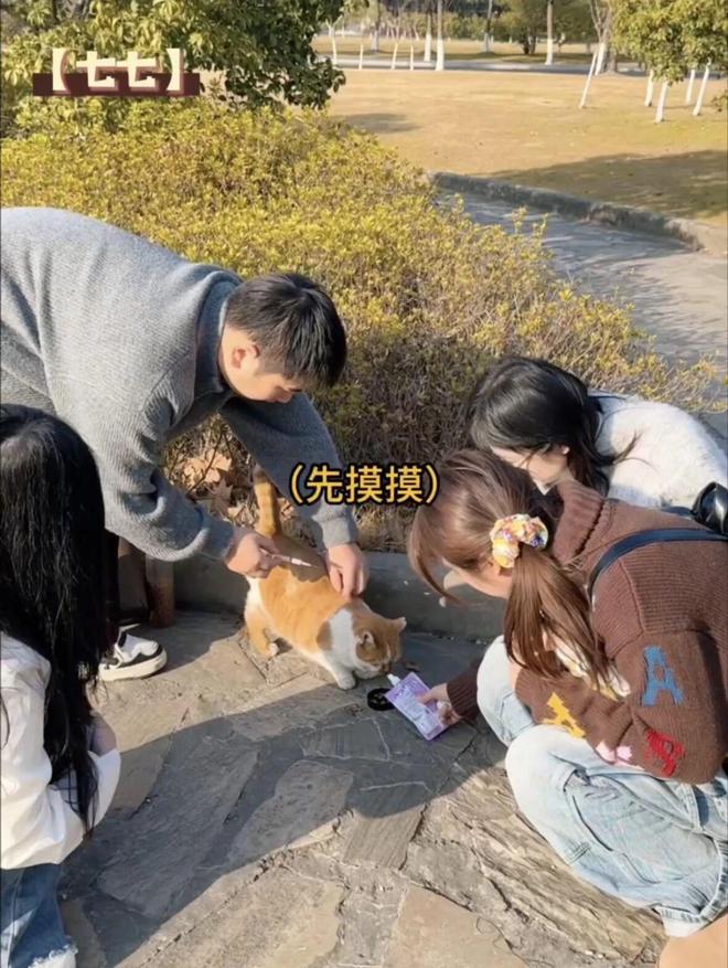 南航流浪猫获电子学籍，超过60只猫咪正式注册管理