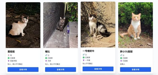 南航流浪猫获电子学籍，超过60只猫咪正式注册管理