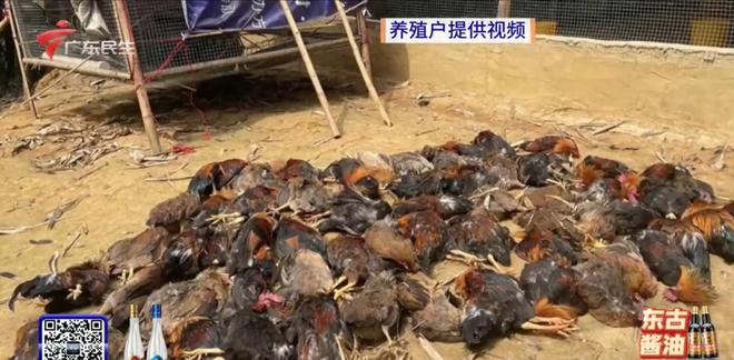 说说赞app下载：如何轻松找到你的社交新天地？