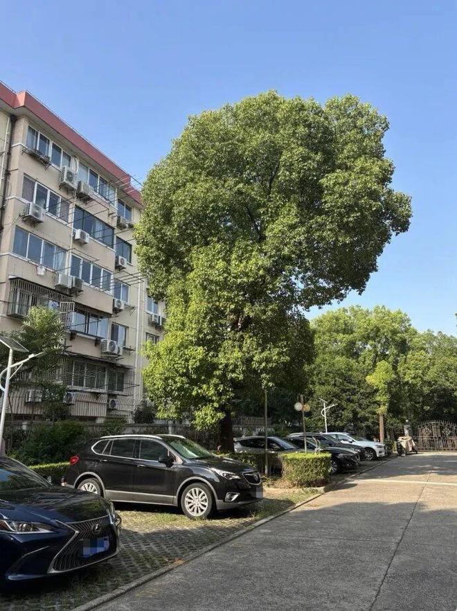 抖音热度提升，如何轻松购买链接？