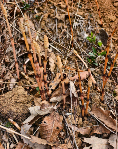 抖音赞自助平台，如何轻松提升点赞量？