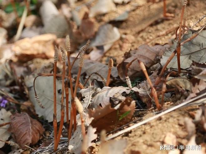 抖音业务24小时在线下单免费-抖音粉丝平台最便宜哪里有?