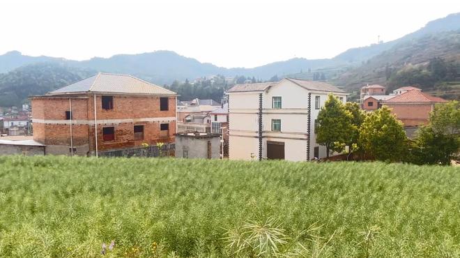 安卓版抖音刷双击免费？揭秘高效互动新玩法！