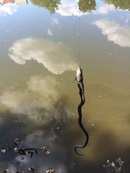 昨晚睡觉做梦自己钓鱼梦到钓了一条蛇，预兆与解析