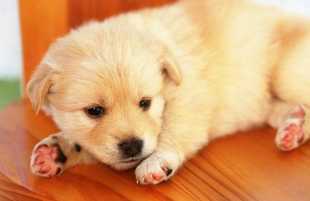 做梦梦到黄色的小狗，探索梦境背后的深层含义与心理预兆